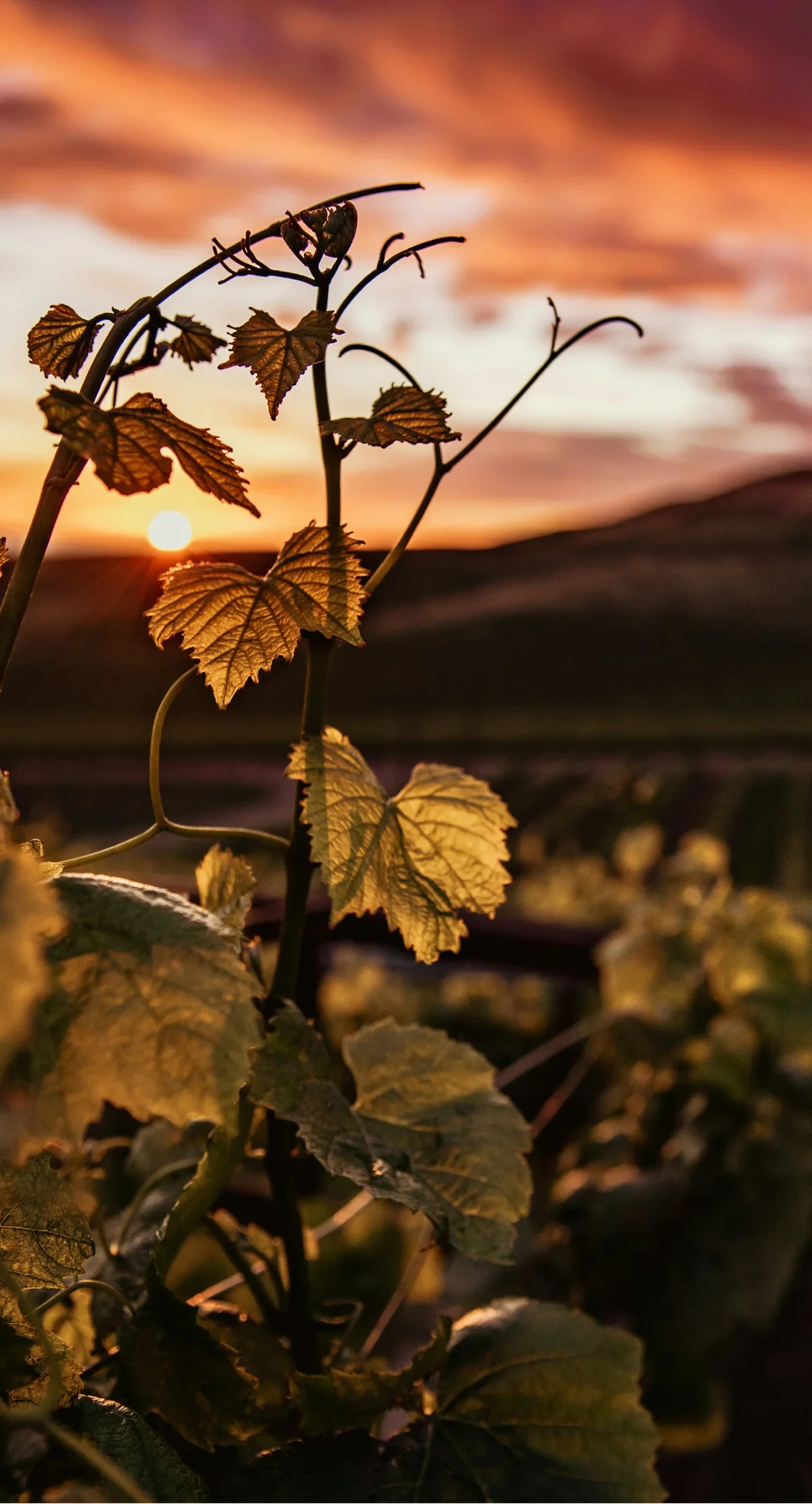 Büroflächen mit Blick auf die Weinberge